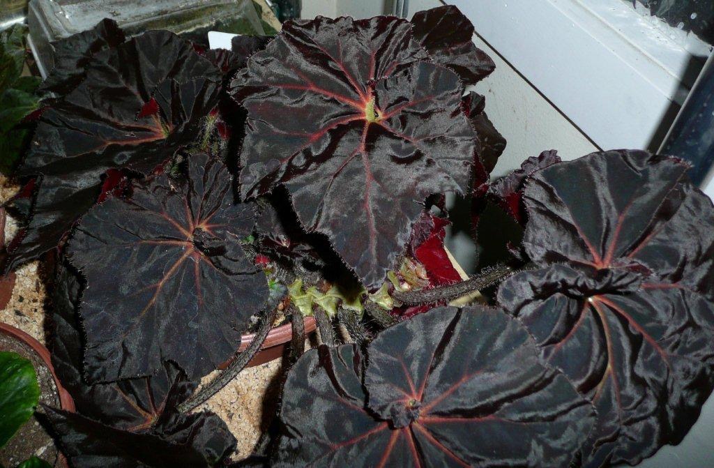B. ‘Black Chamois’